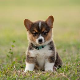 Mint collar - Mocha - Black and tan female Pembroke Welsh Corgi puppy in Waverly Hall, Georgia from 6g Ranch Corgis