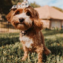 Wiggles - Cavapoo