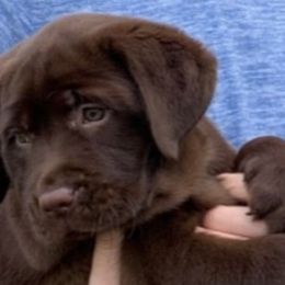 Labrador Retriever Puppies from Tru-Heart Labradors