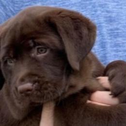 Labrador Retriever Puppies from Tru-Heart Labradors