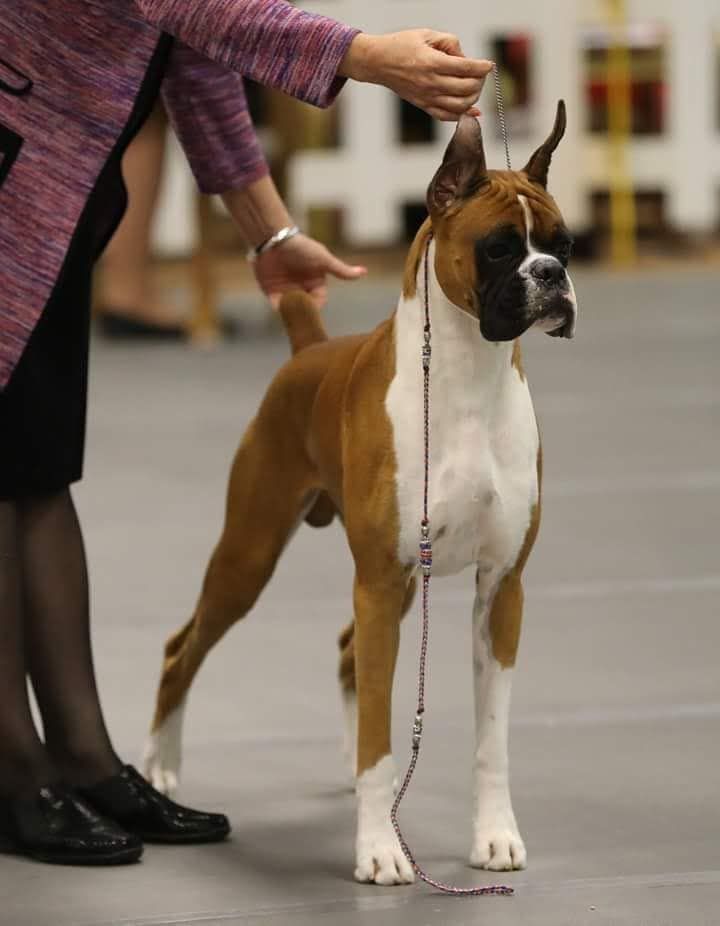 Sharon's Boxers in Indiana Boxer puppies Good Dog