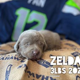 Zelda - Silver female Dilute Retriever puppy in Puyallup, Washington from 12 Door Farm Labradors