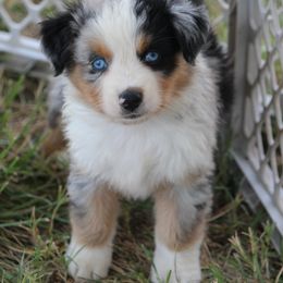 Australian Shepherd Puppies from Westrip Angus & Aussies
