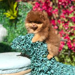 Charlie - Chocolate and tan male Pomeranian puppy in Stockton, California from Pommiepalace