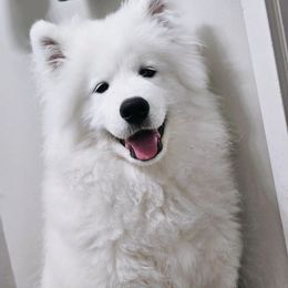 Samoyed Puppies from Hill Country Samoyeds