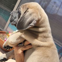2 - Gray male Cane Corso puppy in Scottsdale, Arizona from Marcus Attilius Cane Corso