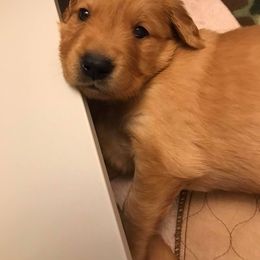 Golden Retriever Puppies from Lucky Penny Goldens
