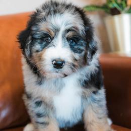 Meteor - male Australian Mountain Doodle puppy in Lafayette, Missouri from Brick House Farm Doodles
