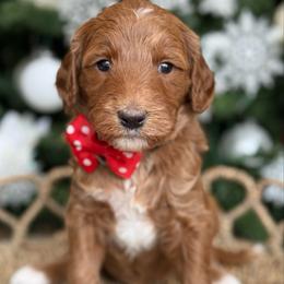 Yola -Red collar female - Red  female Goldendoodle puppy in Yuciapa, California from AlltheDoodlez_