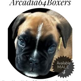 Male 4 - Fawn male Boxer puppy in Portland, Maine from Gail's Boxers