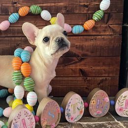 French Bulldogs from Third Coast Frenchies