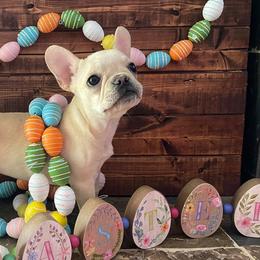 French Bulldogs from Third Coast Frenchies