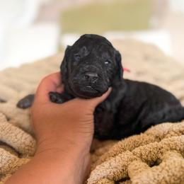 Scout - Black male Bernedoodle puppy in Fort Collins, Colorado from Front Range Family Doodles