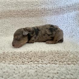 Girl 4 - Blue merle female Bernedoodle puppy in Gilbert, Arizona from positivelypuppies