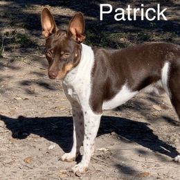 Patrick - Rat Terrier