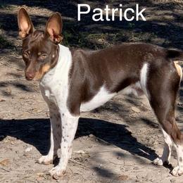 Patrick - Rat Terrier