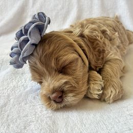 Astrid - Buff and white female Cockapoo puppy in Adrian, Oregon from ApplebyFarm