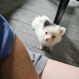 Theo - Blue merle male Pomeranian puppy in Monroe, Michigan from Katie's Puffy Wuffies