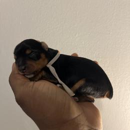 Pearl (Grey collar) - Black and gold female Yorkshire Terrier puppy in Dearborn Heights, Michigan from Taste Of Flavor LLC