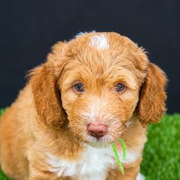 Aussiedoodle, Bernedoodle, Cavapoo, Goldendoodle, and Newfypoo Puppies from Haaspawz