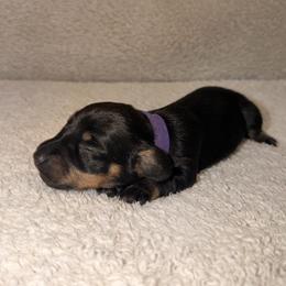 Dachshund Puppies from KhloeKPuppies