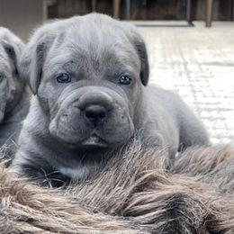 Cane Corso Puppies from Virtue Cane Corso