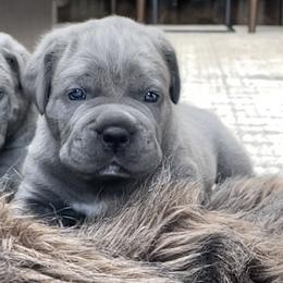 Cane Corso Puppies from Virtue Cane Corso
