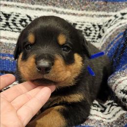 Boy 1 - Black and mahogany male Rottweiler puppy in Blanchard, Oklahoma from Mystique Kennel