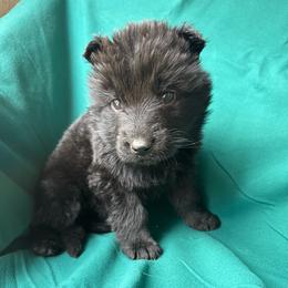 Yellow collar male - Black male German Shepherd puppy in Jennings, Kansas from Lost Creek German Shepherds LLC