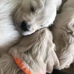 Golden Retriever, Poodle, and Shih Tzu Puppies from Shih Tzu Castle & Platinum Paws
