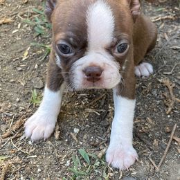 Boston Terrier and Rottweiler Puppies from Ronnie Dreher's Boston Terriers
