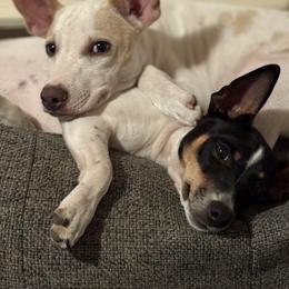 Rat Terrier All Grown Up from Pets Are Priceless Ratties