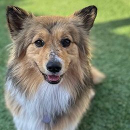 Butters - Pembroke Welsh Corgi