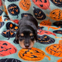 Chestnut - Black and tan male Dachshund puppy in Mansfield, Missouri from Owens Farm