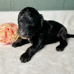 Raven - Black and white female Bernedoodle puppy in Osage City, Kansas from Golden Ridge Goldens