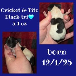 Boy 2 - Tri-colored male Pomeranian puppy in Creswell, North Carolina from Grace's Poms🐾💕