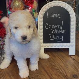 Lime - Sarg - Cream male Goldendoodle puppy in Jasper, Georgia from Owen Doodles