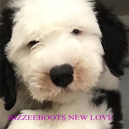Old English Sheepdog Puppies from Bizzeeboots OES