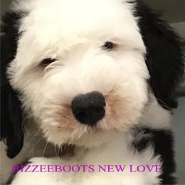 Old English Sheepdog Puppies from Bizzeeboots OES