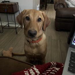 Labrador Retriever Puppies from J and D Retrievers