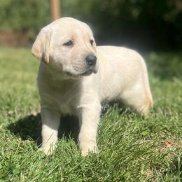 Sunny - Yellow female Labrador Retriever puppy in Sweet Home, Oregon from Snowpeak English Labradors