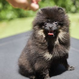 Pomeranian Puppies from Abbapoola Poms