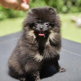 Pomeranian Puppies from Abbapoola Poms