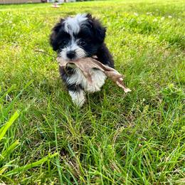 Thelma - Black tri-color female Aussiedoodle puppy in Edgar Springs, Missouri from Scott’s Aussies LLC