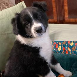 Jax AKC ASDR DNA tested - Black & white male Miniature Australian Shepherd puppy in Westwego, Louisiana from Connie's American Eskimo Dogs and Mini Australian Shepherd Dogs