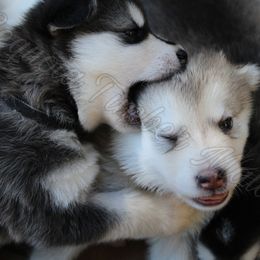Alaskan Malamute Puppies from Sequoia Timber Malamutes