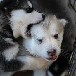 Alaskan Malamute Puppies from Sequoia Timber Malamutes