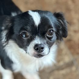 Chihuahuas from Paschal Perfect Pups