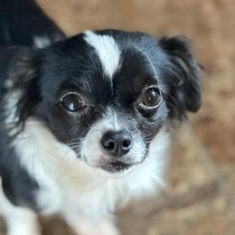 Chihuahuas from Paschal Perfect Pups