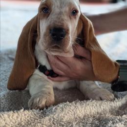 Lemon male - Lemon and white male Basset Hound puppy in Mercedes, Texas from Long's Mount Olympus Basset Hounds